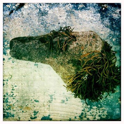 Poodle, found by Jet Manro recaptured by Annie Wright