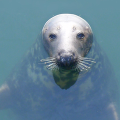 seal (thumbnail)