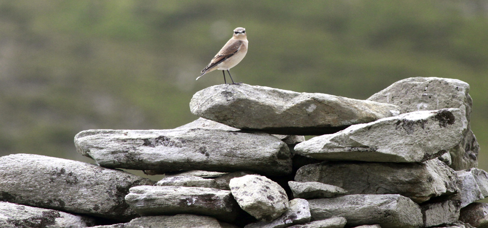 vogel Slievemore 960x450 ©www.anniewrightphotography.com