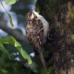 Tree creeper.thumbnail