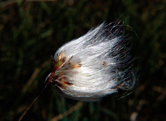 Pluisveen, bog cotton © Annie Wright