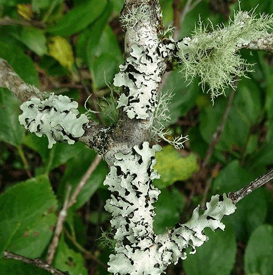 schoonheid in detail