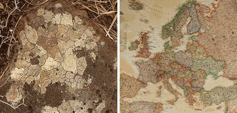 Landkaartmos, Ierse schoonheid in detail, Polranny © Piet Schellekens