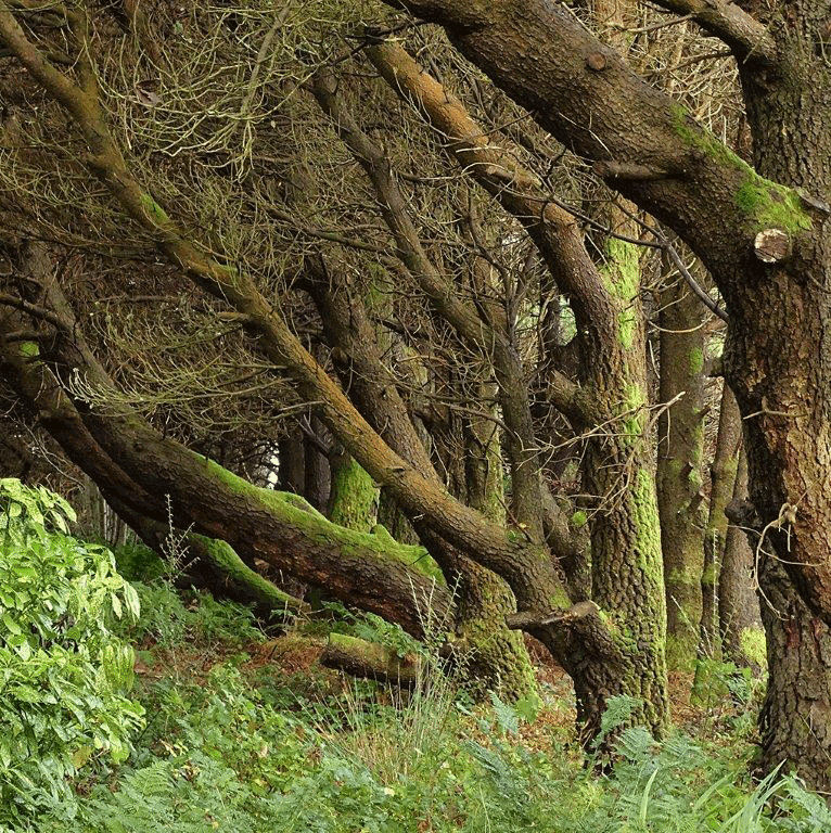 natuur. Polranny West Ierland