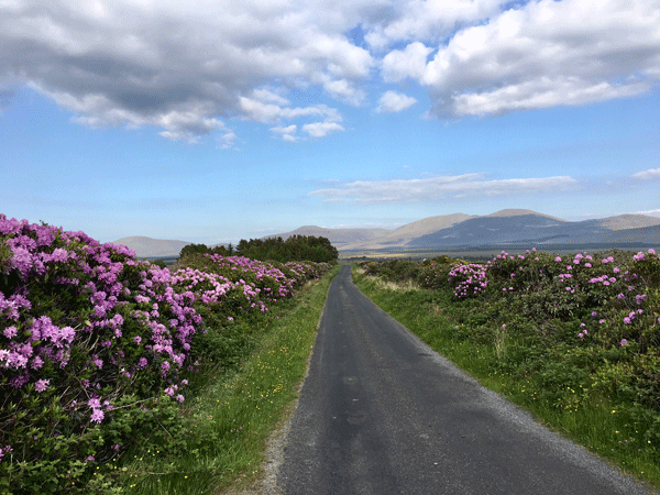 The Winding Road door Marina Tuffy