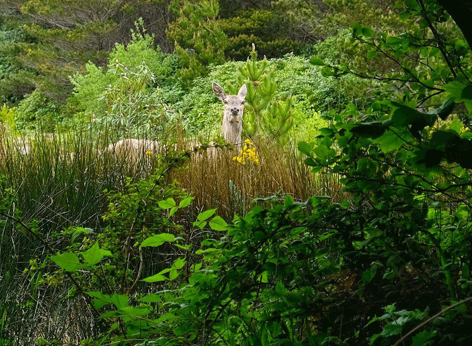 tuin Polranny Red Deer door Annie Wright