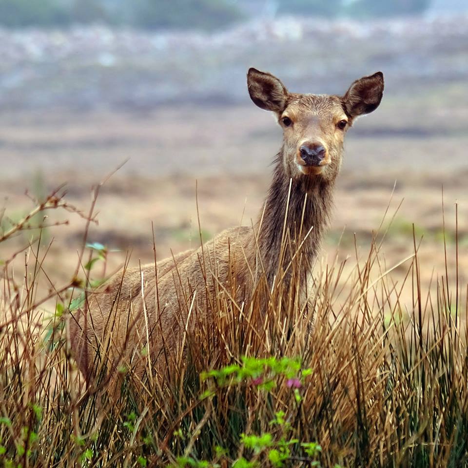red deer in Poilranny