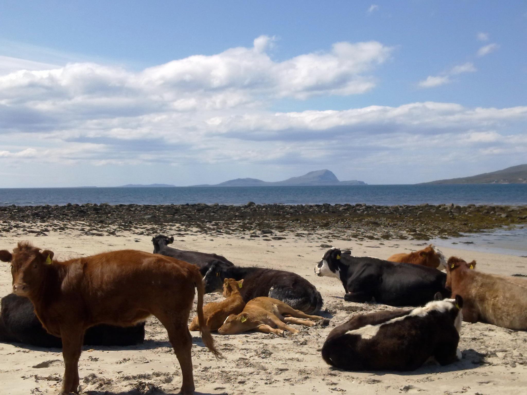 Mulranny Beach met Ierse koeien