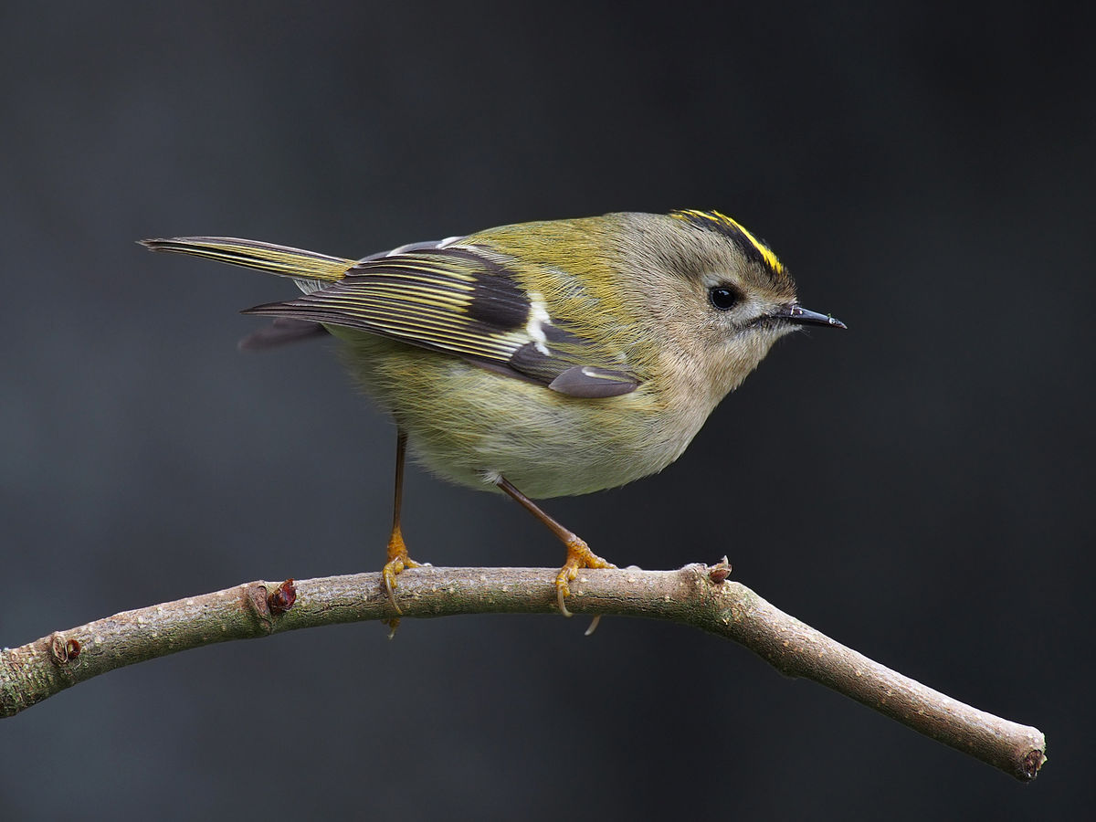 Goldcrest, Europe's smallest bird