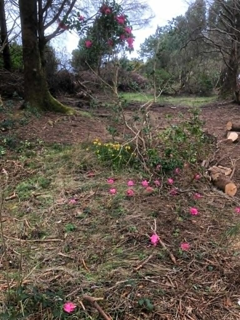 © Pauline Kick ontwakende Camelia in de Polranny tuin, Winter Residentie 2026